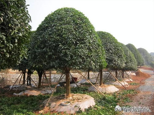 目前農村栽什么樹最有前景 滿足4個條件,棵棵都是搶手貨