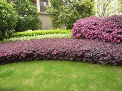 道法自然丨景觀設(shè)計(jì)中花灌木的種植要求