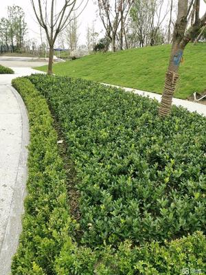 成都市政道路綠化,小區(qū)砍樹、修樹、除草、移栽樹