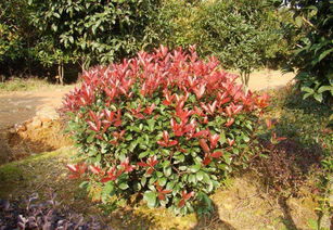 武漢園林綠化景觀設計小區園林施工綠化養護方案設計維護