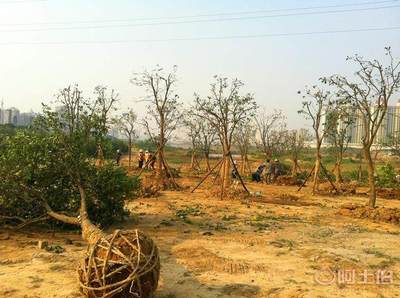 專業(yè)園林綠化施工承接園林綠化工程小區(qū)綠化養(yǎng)護工廠綠化