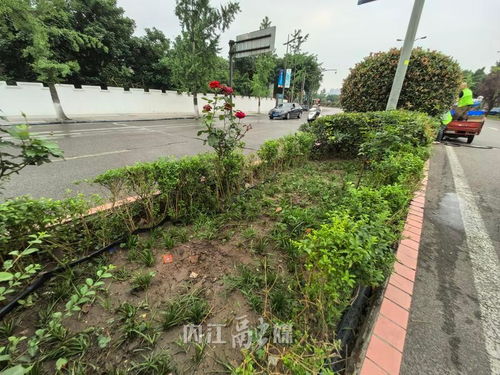 不文明行為曝光臺丨城區(qū)綠化花卉被盜800余株,園林部門呼吁愛護公共綠植