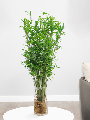 武漢室內(nèi)盆景、花卉養(yǎng)護(hù)與園林綠化工程全解析